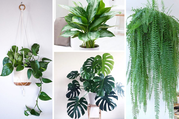 Indoor Plants